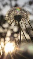 Abstract photo of fluffy dandelion growing in field on a background of cloudy sky. Summer or spring natural background.