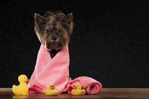 linda perro es Listo para un baño. Yorkshire terrier envuelto en un toalla. perro cuidado concepto. foto
