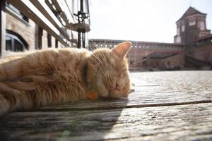 Red cat sleeps on the background of an old castle. The cat lives in the museum. photo