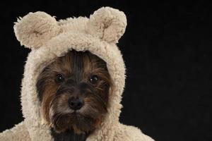 bozal Yorkshire terrier en hermosa ropa. glamour de moda perro en un piel Saco y sombrero. foto