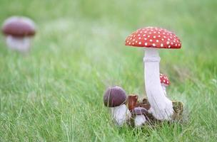 Decorative wooden fly agaric mushrooms on a background of grass. photo