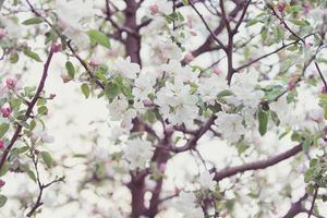 Spring background of blossoming apple tree branches. photo