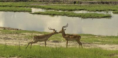 dos de thomson gacelas en ngorongoro cráter. foto