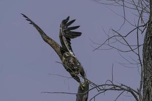 A young Bald Eage flies from its perch in Ontario, Canada. photo