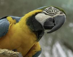 A Macaw Parrot looks down from its perch photo