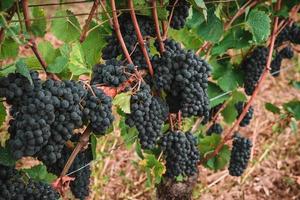 Blue wine grapes in vineyard on day time photo