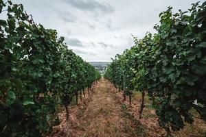 blanco vino uvas en viñedo en día hora foto