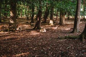 Deers laying on the ground in a forrest photo