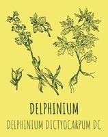 Vector drawings of Delphinium. Hand drawn illustration. Latin name Delphinium dictyocarpum.