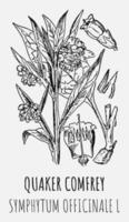 Vector drawings of QUAKER COMFREY. Hand drawn illustration. Latin name SYMPHYTUM OFFICINALE L.