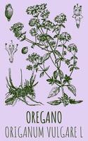 Vector drawings of OREGANO. Hand drawn illustration. Latin name ORIGANUM VULGARE L.