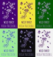 Set of vector drawings Wild Pansy in different colors. Hand drawn illustration. Latin name VIOLA TRICOLOR L.