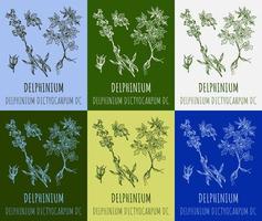 Set of vector drawings Delphinium in different colors. Hand drawn illustration. Latin name Delphinium dictyocarpum.