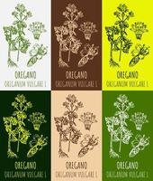 Set of vector drawings OREGANO in different colors. Hand drawn illustration. Latin name ORIGANUM VULGARE L.