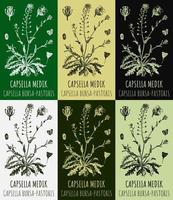 Set of vector drawings CAPSELLA BURSA-PASTORIS in different colors. Hand drawn illustration. Latin name Capsella MEDIK.