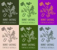 Set of vector drawings BURNET SAXIFRAGE in different colors. Hand drawn illustration. Latin name PIMPINELLA SAXIFRAGA L.