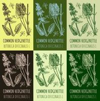 Set of vector drawings COMMON HEDGENETTLE in different colors. Hand drawn illustration. Latin name BETONICA OFFICINALIS L