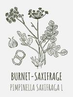 Vector drawings of BURNET SAXIFRAGE. Hand drawn illustration. Latin name PIMPINELLA SAXIFRAGA L.