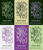 Set of vector drawings QUAKER COMFREY in different colors. Hand drawn illustration. Latin name SYMPHYTUM OFFICINALE L.