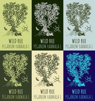 Set of vector drawings WILD RUE in different colors. Hand drawn illustration. Latin name PEGANUM HARMALA L.