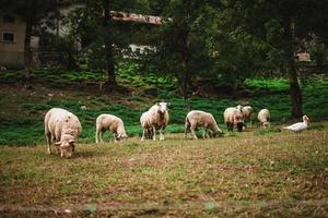 Sheeps in the Alps on a farm photo