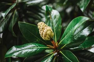 Seed and fruit of a magnolia tree with green leaves background photo