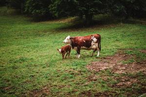 Cows enjoying the grass in the Alps photo