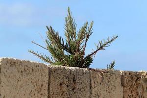 verde plantas y flores crecer en piedras foto