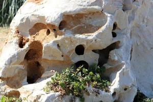 Green plants and flowers grow on stones. photo