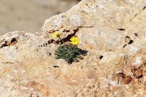 Green plants and flowers grow on stones. photo