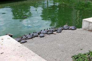 A small turtle lives in a zoo in Israel. photo