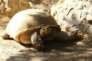 A small turtle lives in a zoo in Israel. photo