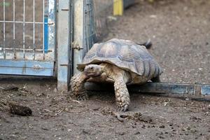 A small turtle lives in a zoo in Israel. photo