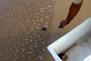 A small turtle lives in a zoo in Israel. photo