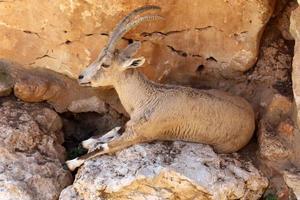 The mountain goat lives in a zoo in Israel. photo