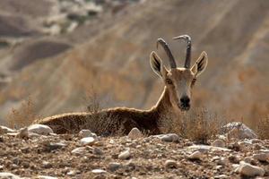 The mountain goat lives in a zoo in Israel. photo