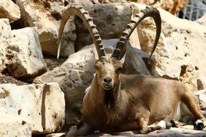 The mountain goat lives in a zoo in Israel. photo