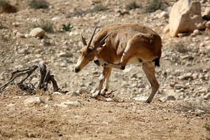 The mountain goat lives in a zoo in Israel. photo