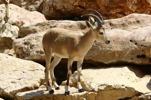 The mountain goat lives in a zoo in Israel. photo