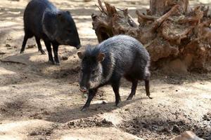 Wild boars live in a zoo in Israel. photo