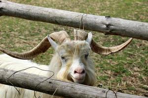 The mountain goat lives in a zoo in Israel. photo