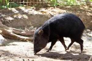 Wild boars live in a zoo in Israel. photo