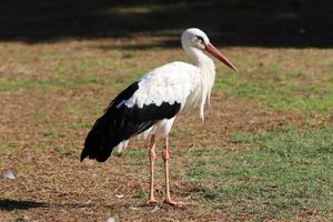 aves en un para niños ciudad parque en el costa en Israel. foto