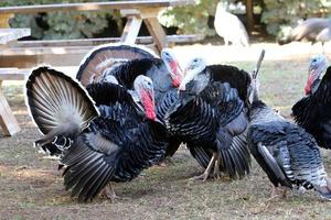 Birds in a children's city park on the seashore in Israel. photo