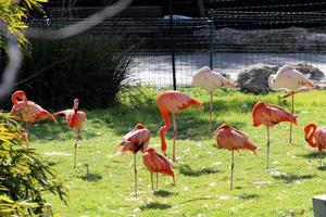 Birds in a children's city park on the seashore in Israel. photo