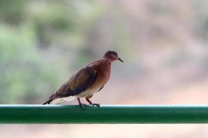 aves en un para niños ciudad parque en el costa en Israel. foto