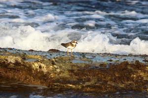 Birds in a children's city park on the seashore in Israel. photo