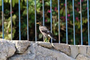 aves en un para niños ciudad parque en el costa en Israel. foto