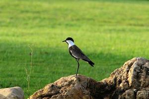 aves en un para niños ciudad parque en el costa en Israel. foto