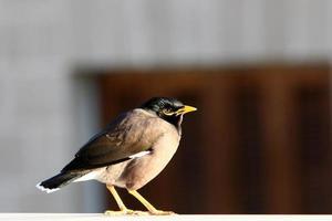 Birds in a children's city park on the seashore in Israel. photo